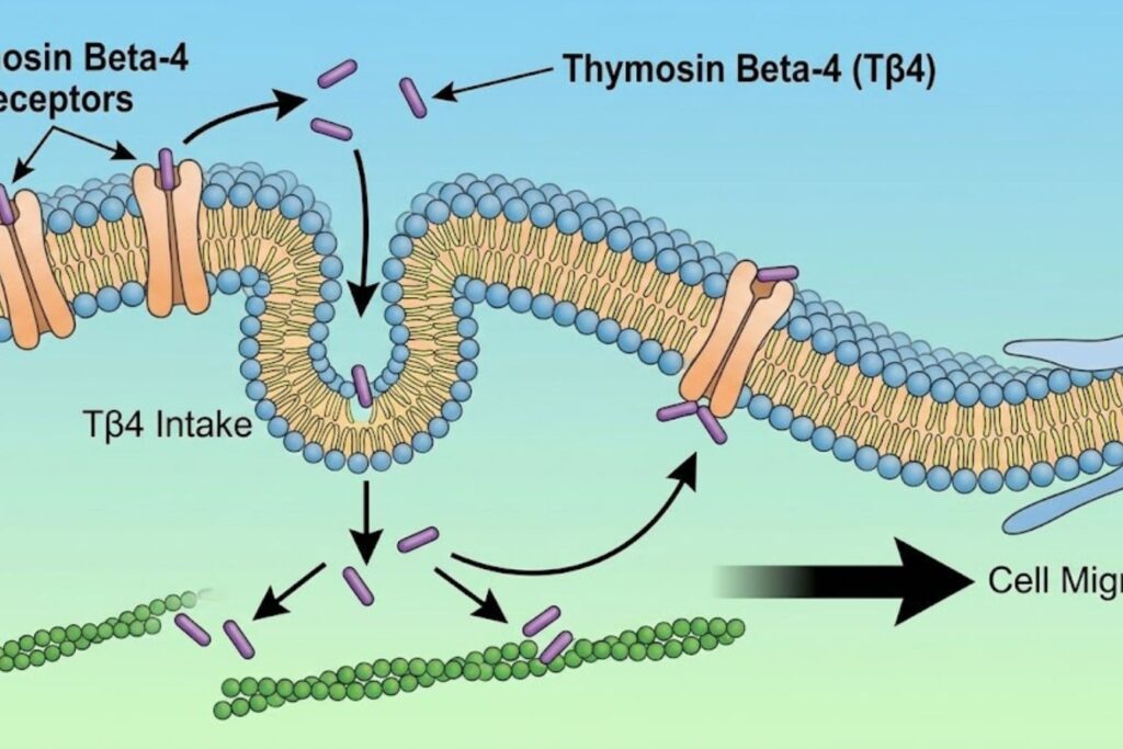 TB-500 mechanism
