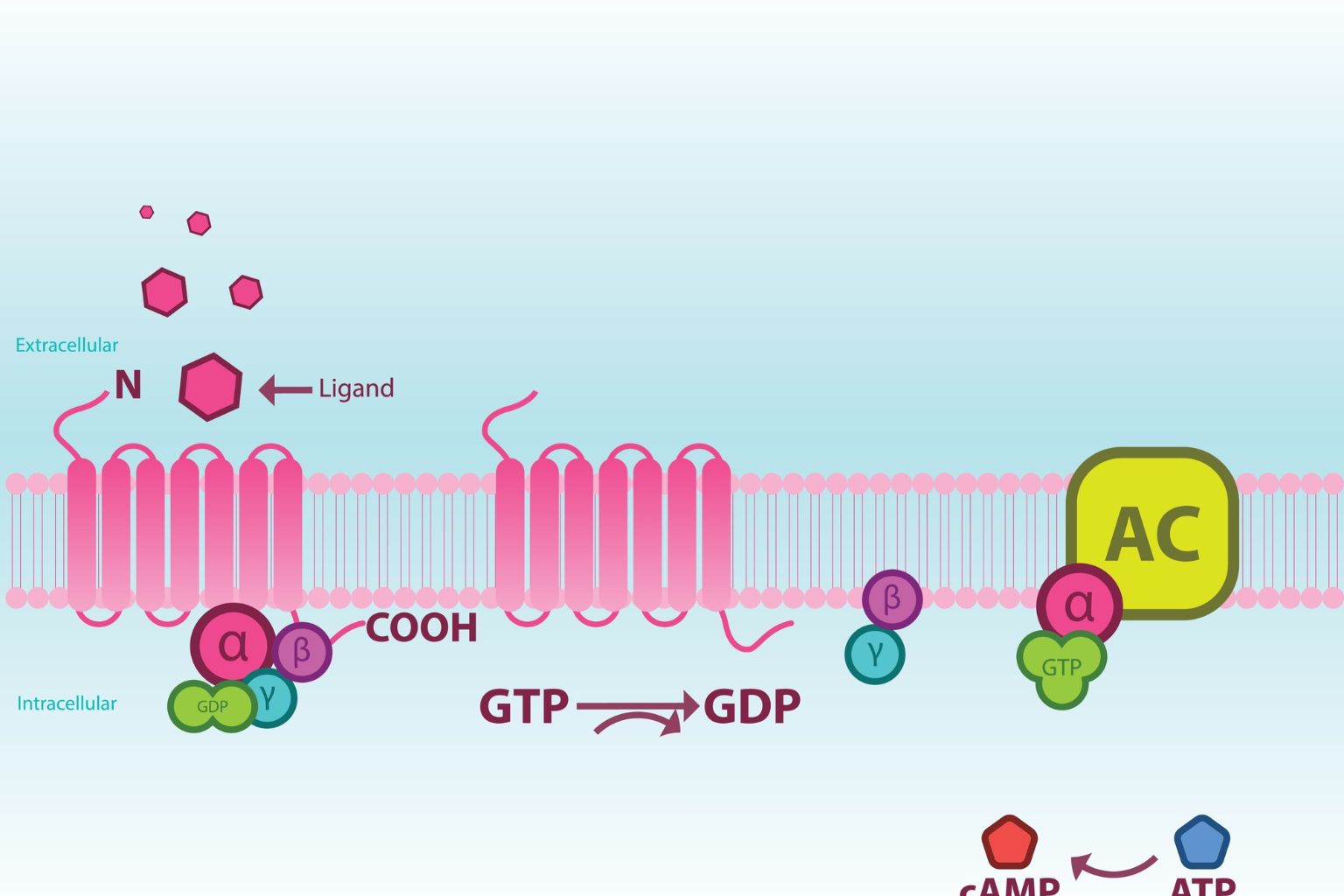 Survodutide mechanism of action