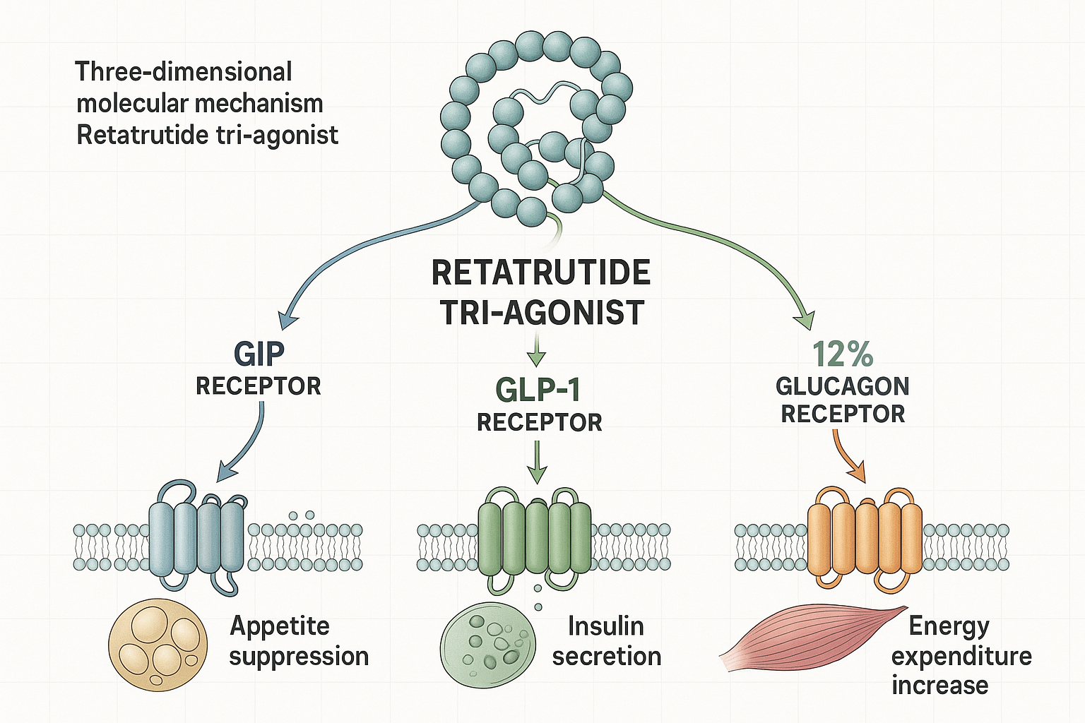 What Is Retatrutide?
