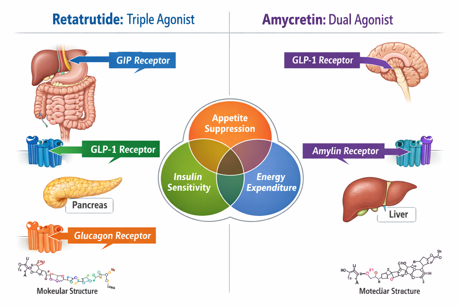 retatrutide vs amycretin