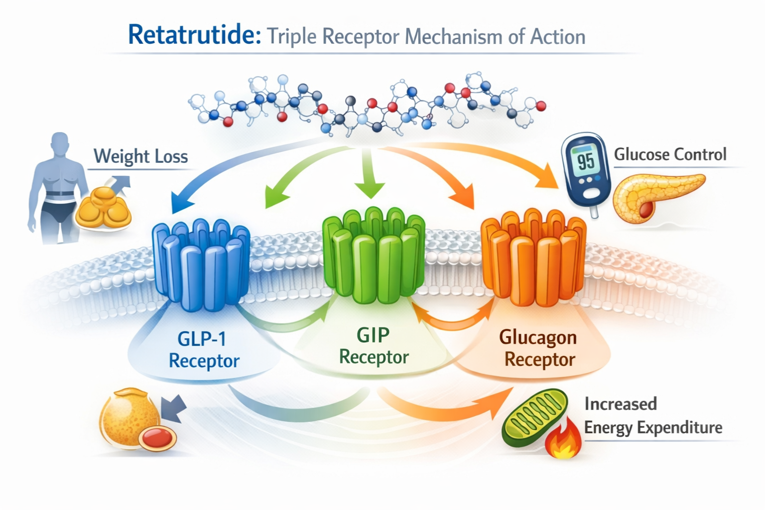 retatrutide phase 2 results